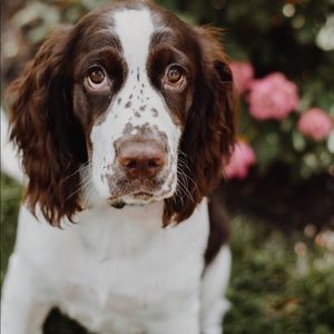 Meet your Posher, Samantha